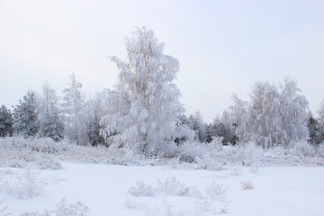 The outskirts of the forest and bushes all covered with frost