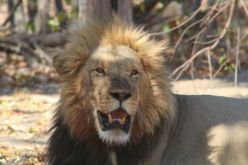 Lion in Botswana