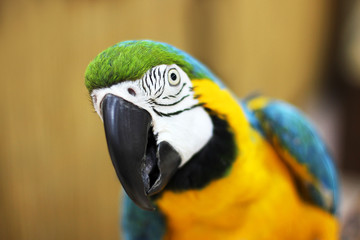 Big beautiful parrot close up. Beautiful bird