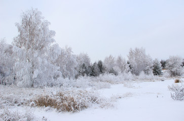The young forest and bushes around it are covered with frost