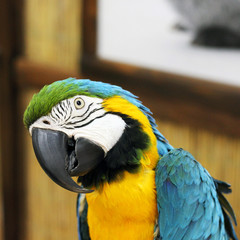 Big beautiful parrot close up. Beautiful bird