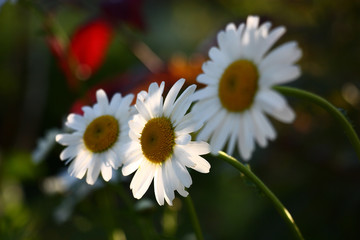 Three flowers of a wild camomile in the solar morning on a dark motley background.