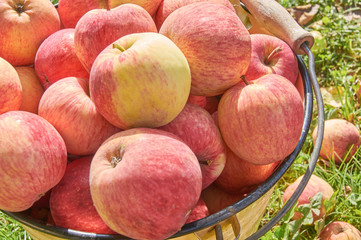 Metal bucket full of ripe delicious apples. Organic healthe food. Eco growing on fruits