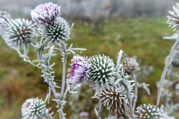 Frosted flower head on a freezing winter day