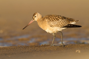 Szlamnik (Limosa lapponica) 