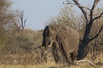 Fototapeta premium Elephant in the scrub