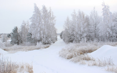 The young forest is divided by a path. Trees and bushes in frost