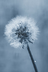 White fluffy dandelion in water droplets after rain in classic blue
