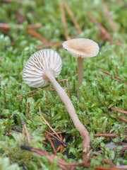 Gymnopus putillus, known as Pine Toughshank, wild mushrooms from Finland