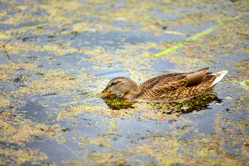 Beautiful duck eating in the lake on a sunny summer day.