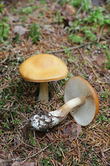 Cortinarius multiformis, orange cortinar webcap from Finland
