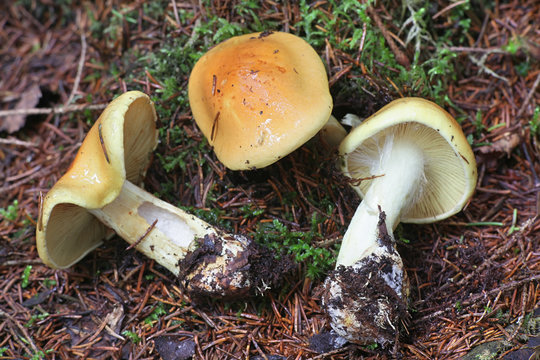 Cortinarius multiformis, orange cortinar webcap from Finland