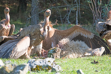 Griffon Vulture at dinner on dead sheep.