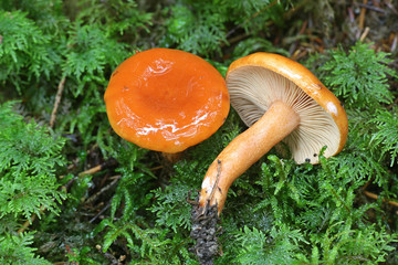 Lactarius aurantiacus, known as orange milkcap or orange milk-cap, wild edible mushrooms from Finland © Henri Koskinen