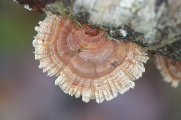 Trametes ochracea, known as Ochre bracket fungus, wild polypore from Finland
