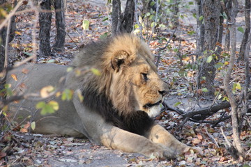 Large male lion