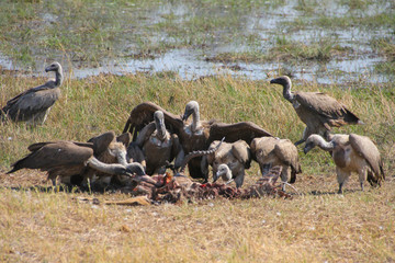 Vultures on a kill