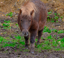 brown pony in the mud
