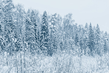 Snow winter forest in blue classic color