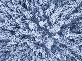 Winter forest with frosty trees, aerial view/ aerial drone view of the snow-covered woods/