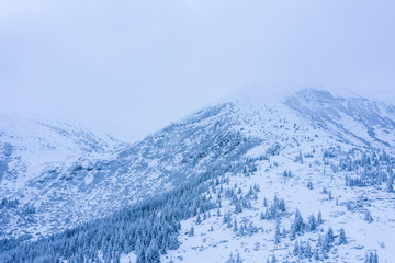 Obraz premium Winter forest with frosty trees, aerial view/ aerial drone view of the snow-covered woods/