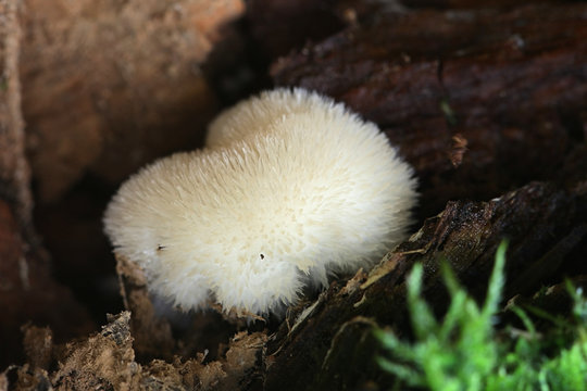 Postia ptychogaster, known as the powderpuff bracket, strange fungus from Finland