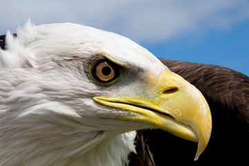 American Bald Eagle