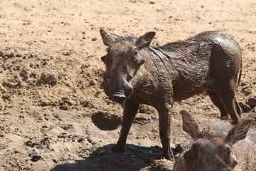Fototapeta premium Muddy Warthog