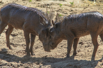 Fighting warthogs