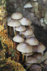 Mycena inclinata, known as the clustered bonnet or the oak-stump bonnet cap, wild mushrooms from Finland
