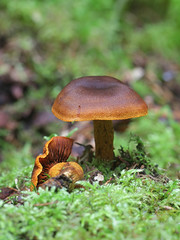 Cortinarius malicorius, known as saffron-colored cort or saffron colored webcab, mushrooms from Finland