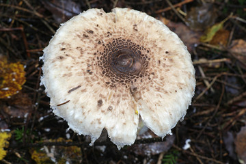 Macrolepiota procera, known as the parasol mushroom, edible fungus from Finland
