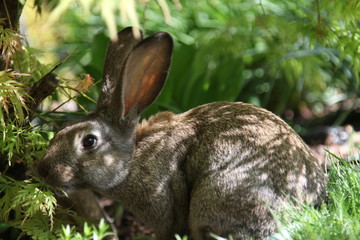 Rabbit