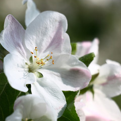 Fototapeta na wymiar Large white flower of an apple-tree near green young leaves in original solar lighting.