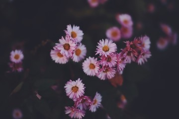 Fototapeta premium 秋にみかける花
