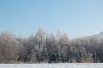 forest in winter