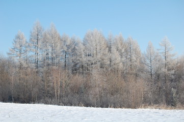 winter landscape with trees and blue sky