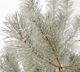hoarfrosted green pine branch in winter forest