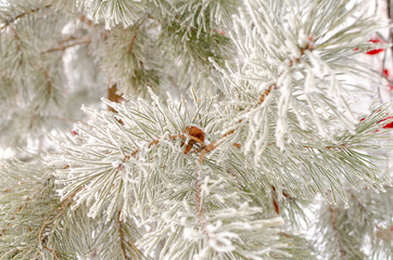 pine branch in the winter forest