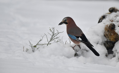 Eichelhäher im Schnee