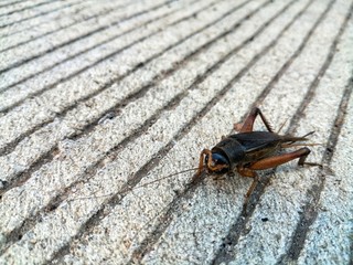 Close up of Black cricket stands on concrete.