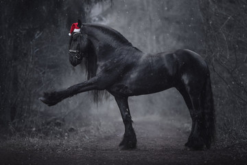 portrait of christmas friesian stallion horse with long mane in red cap with bridle performing...