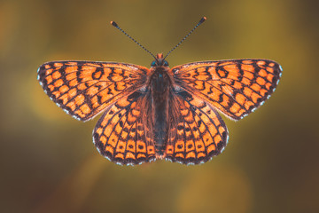 farfalla arancione e nera con ali aperte vista dall'alto, Melitaea cinxia