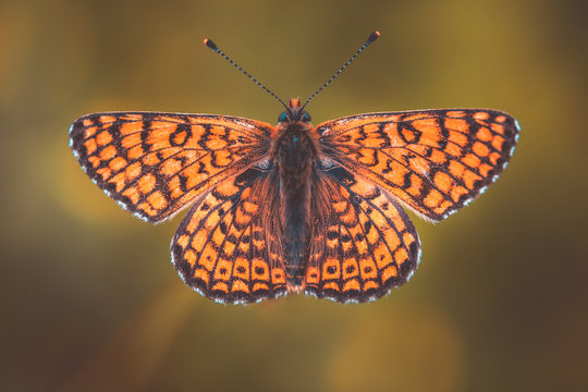 farfalla arancione e nera con ali aperte vista dall'alto, Melitaea cinxia