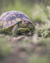 tartaruga di terra selvatica, testuggine di Hermann, Testudo hermanni