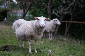 Naklejka na ściany i meble Sheep in the Aland islands