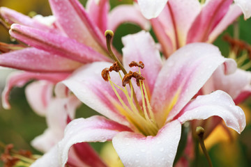 Fototapeta na wymiar Pink lilies after the rain, selective focus on the stamens, macro