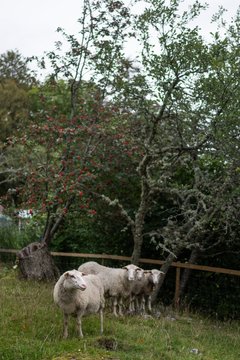 Sheep In The Aland Islands