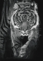 El tigre camina hacia ti
