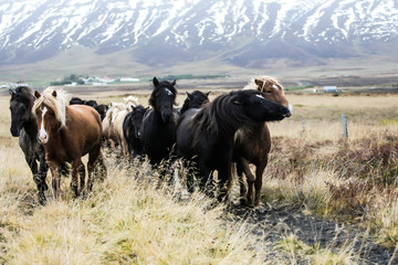 Troupeau de chevaux islandais en Islande